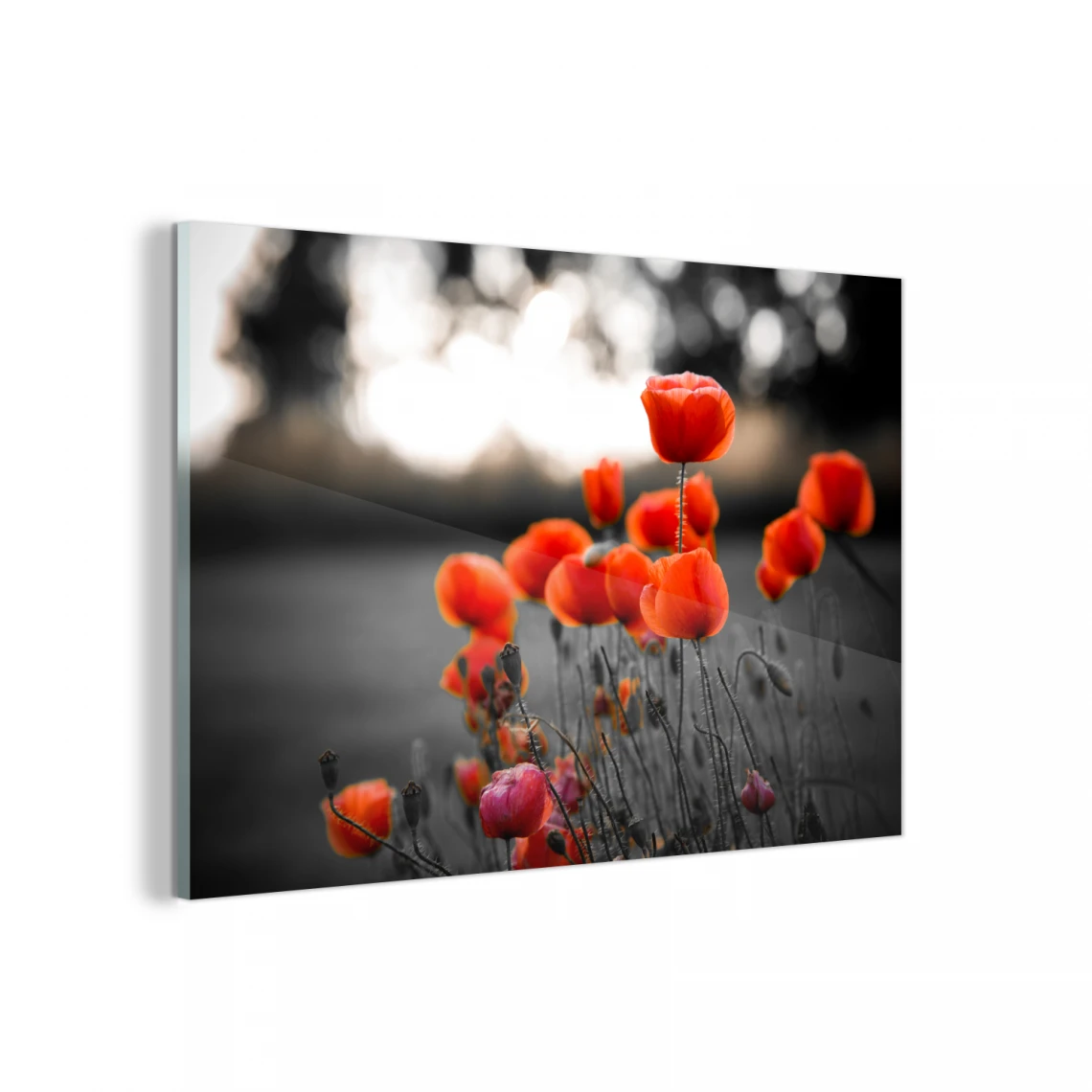 MuchoWow Impression Sur Verre Coquelicots Rouges Sur Fond Noir Et Blanc Tableau... 1 MuchoWow Impression Sur Verre Coquelicots Rouges Sur Fond Noir Et Blanc Tableau...
