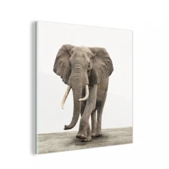 MuchoWow Impression Sur Verre Éléphant - Décoration Murale - Salon - Chambre...