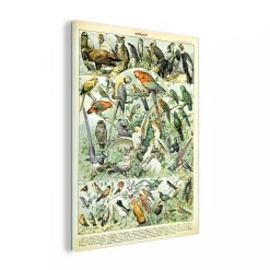 MuchoWow Impression Sur Verre Oiseau - Animal - Nature Tableau Decoration Mural...