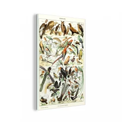 MuchoWow Impression Sur Verre Oiseau - Animaux - Nature Tableau Decoration Mura...