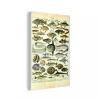 MuchoWow Impression Sur Verre Poisson - Animaux - Vintage Tableau Decoration Mu...