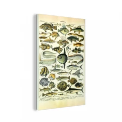 MuchoWow Impression Sur Verre Poisson - Animaux - Vintage Tableau Decoration Mu...
