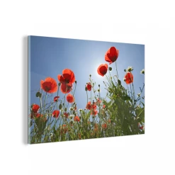 MuchoWow Impression Sur Verre Soleil éclatant Sur Des Coquelicots En Espagne T...