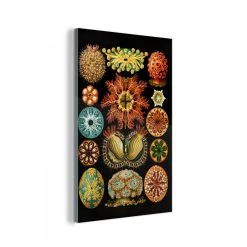 MuchoWow Impression Sur Verre Vintage - Ernst Haeckel - Créature Marine Tablea...