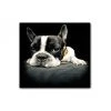 DECLIKTABLEAU Tableau Animaux Chien Bulldog Relax 50X50 Cm