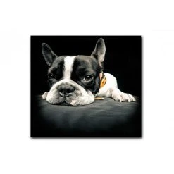 DECLIKTABLEAU Tableau Animaux Chien Bulldog Relax 80X80 Cm
