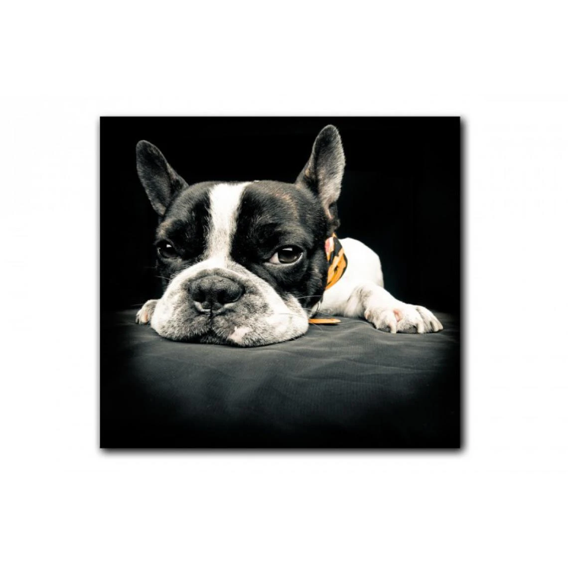 DECLIKTABLEAU Tableau Animaux Chien Bulldog Relax 80X80 Cm 1 DECLIKTABLEAU Tableau Animaux Chien Bulldog Relax 80X80 Cm