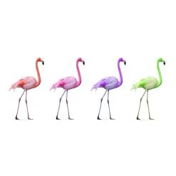 DECLIKTABLEAU Tableau Animaux Quatuor De Flamants Roses 80x55