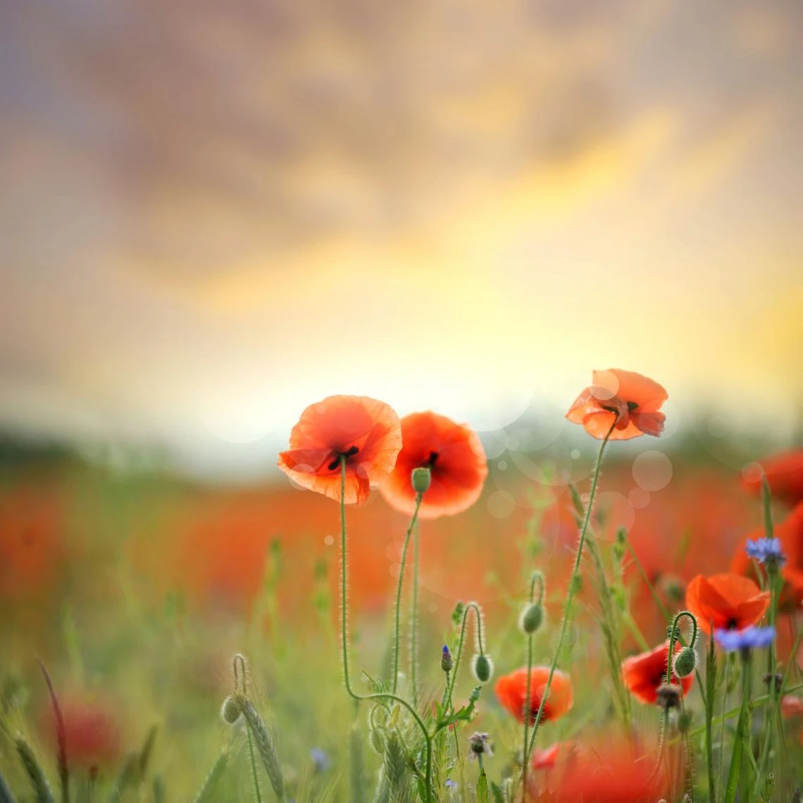 DECLIKTABLEAU Tableau Coquelicots Bucolique 50 X 50 1 DECLIKTABLEAU Tableau Coquelicots Bucolique 50 X 50