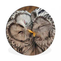 MuchoWow Tableau Imprimé Rond Hiboux - Oiseaux - Becs - Famille Impression Sur...