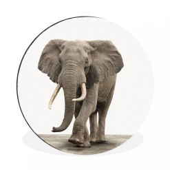MuchoWow Tableau Imprimé Rond Éléphant - Décoration Murale - Salon - Chambr...