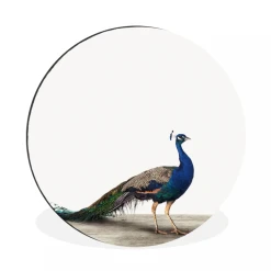 MuchoWow Tableau Imprimé Rond Paon - Plume - Oiseau - Salon - Chambre à Couch...