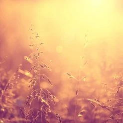 DECLIKTABLEAU Tableau Lumière Rosée Bucolique 80 X 80