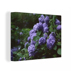 MuchoWow Tableau Sur Toile Obscurité Autour D'un Hortensia Dans Un Jardin Deco...