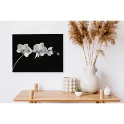 MuchoWow Tableau Sur Toile Orchidée Sur Fond Noir - Noir Et Blanc Decoration M... -Dekliktableau Magasin tableau sur toile orchidee sur fond noir noir et blanc decoration murale 40x30 cm 12445950 33204892 1140x1140