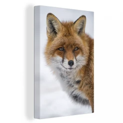 MuchoWow Tableau Sur Toile Renard - Portrait - Neige Decoration Murale 40x60 Cm